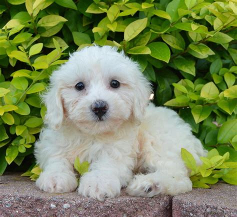 These outstanding products will help you take the very best care of your beloved labradoodle. . Puppies for sale albuquerque